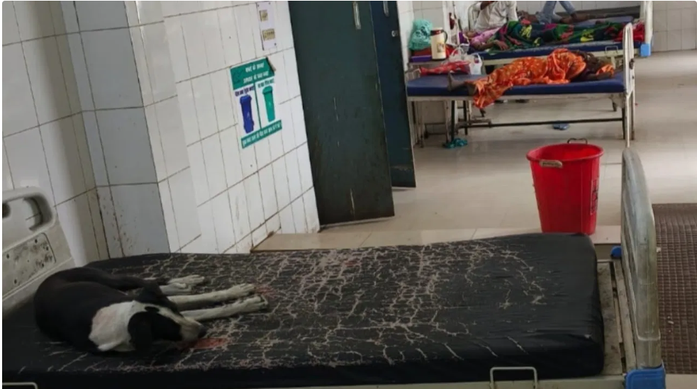 सरकारी अस्पताल में मरीज के बेड पर कुत्ता फरमा रहा आराम
