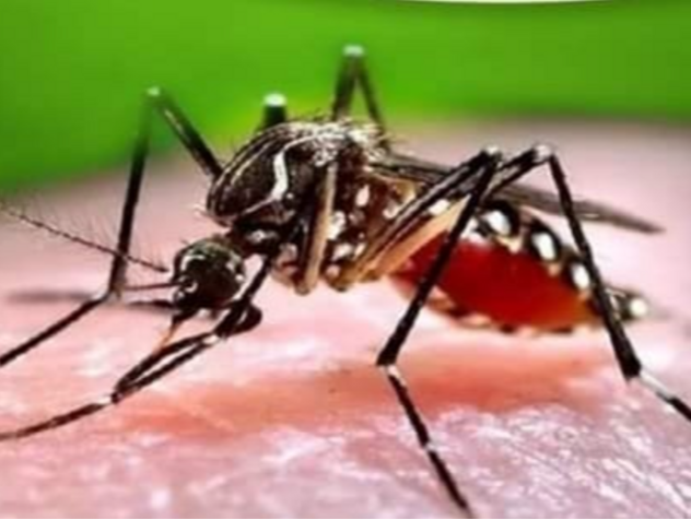 देहरादून में डेंगू ने दी दस्तक,15 मरीज मिले पॉजिटिव