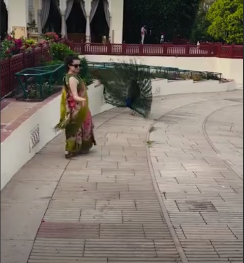 कंगना को मीडिया पर पाकिस्तानी यूजर्स कर रहे हैं ट्रोल, जयपुर में मोर के साथ नाचते हुए इंस्टाग्राम पर बनाई रील