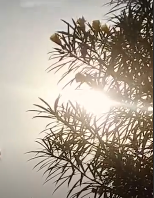 झारखंड: 12 जिलों में आज हीट वेव का यलो अलर्ट, 19 के बाद फिर बढ़ेगी गर्मी