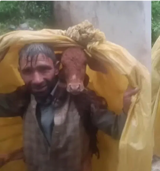 बाढ़ में फंसे बछड़े की बचाई जान, प्लास्टिक में लपेटकर कंधे पर उठाकर ले गया शख्स