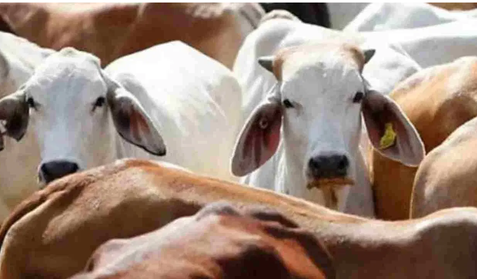 पुलिस स्टेशन में 200 से ज्यादा गाय, झारखंड का ये थाना कैसे बना गौशाला